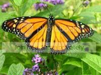 monarch2.jpg