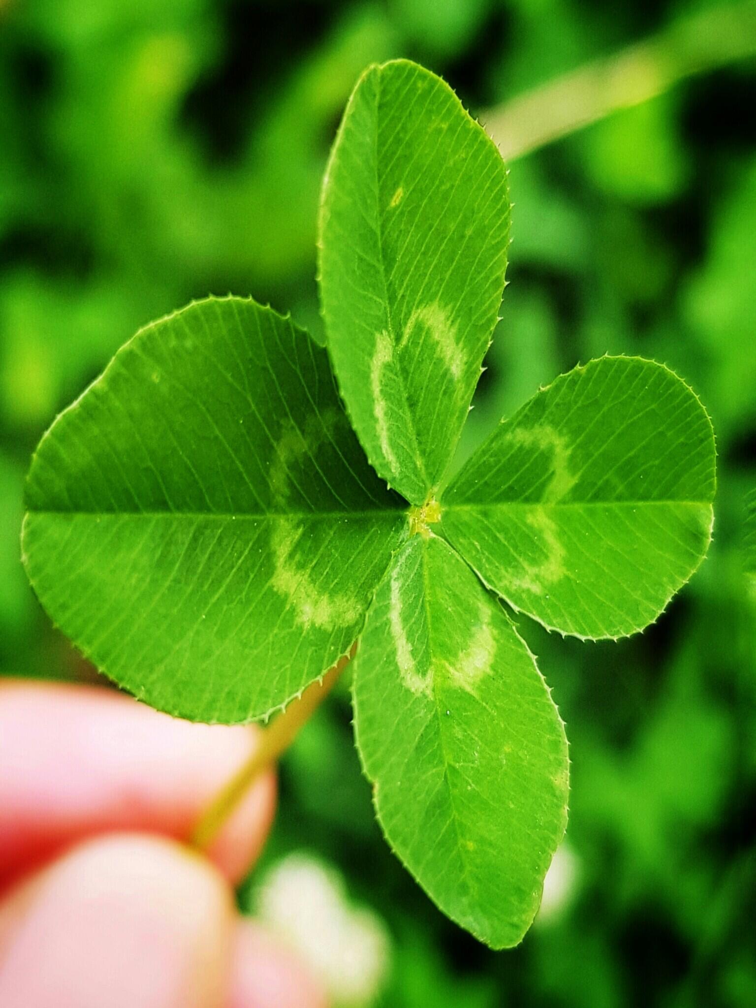 Four-Leaf Clover, Tanaman yg Jadi Simbol Keberuntungan