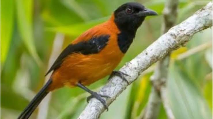 Burung Beracun Pertama Di Dunia!