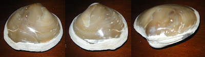 clam10.jpg