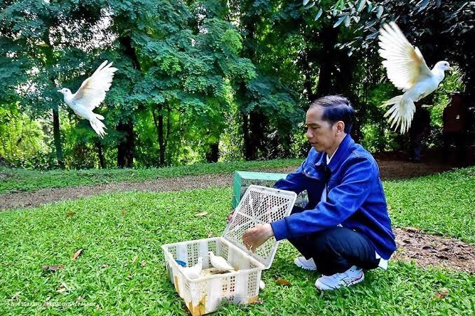 Jokowi, Sang Burung Merpati