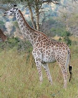 Top 20 Abnormally Large Animal That Really Exist