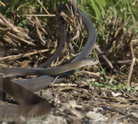 Bersyukur Ular Black Mamba Tidak Ramai Di Indonesia