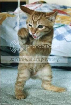 cat_fight.jpg