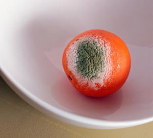 jHah3.jpg