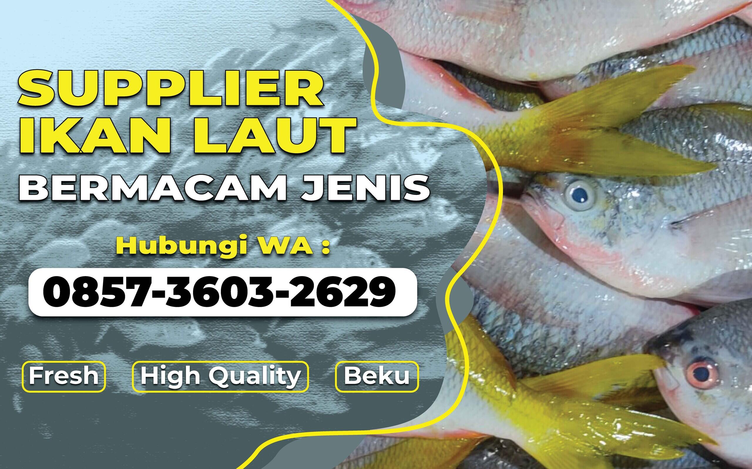 WA 0857-3603-2629, Supplier Jual ikan laut berkualitas