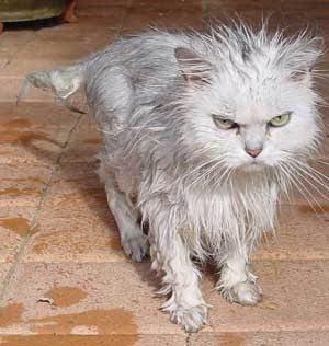 cat_basah.jpg