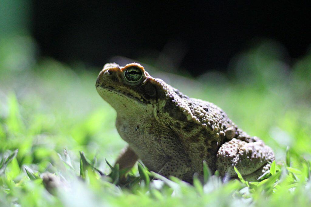 Katak & Kodok Nyatanya Dua Hewan yg Berbeda!