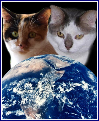 world+cat+day.jpg