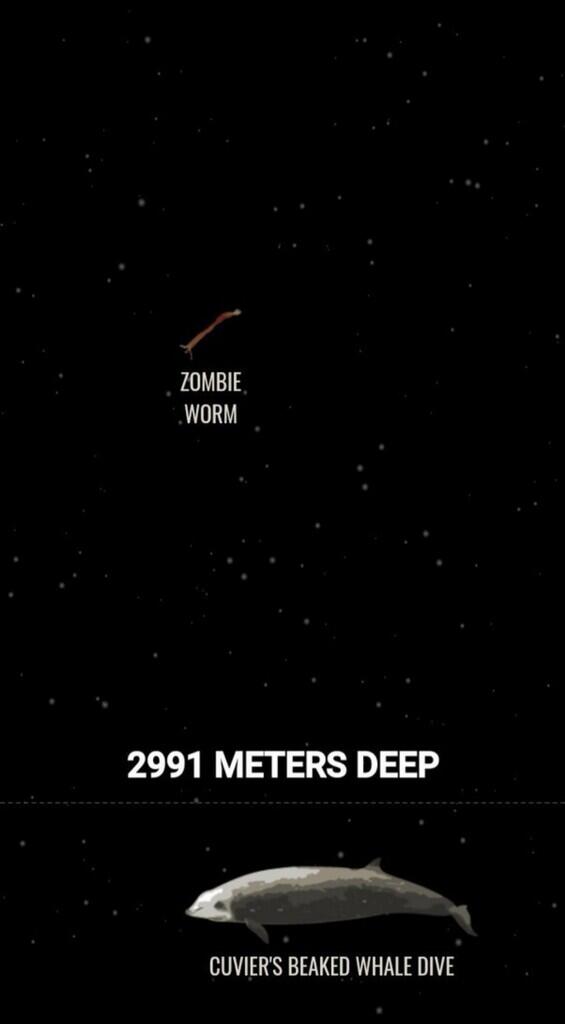 Ini Dia Ilustrasi Dalamnya Laut yg Begitu Menyeramkan [Warning : Sangat Dalam]