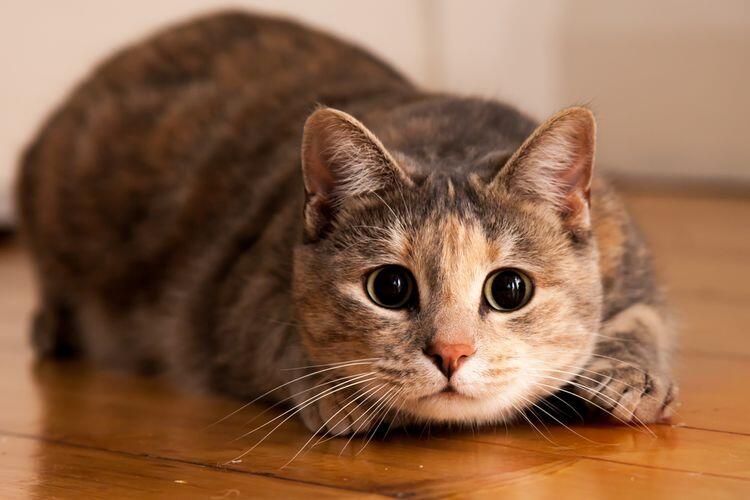 Waspada Calici: Penyakit Menular Berbahaya pada Kucing