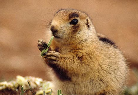 prairie-dog.jpg