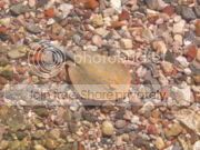 180px-Stingray_eilat.jpg