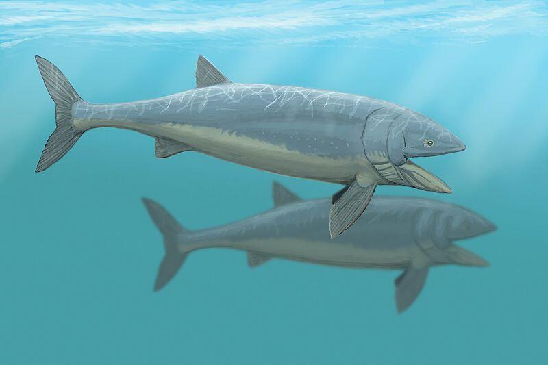 Top 20 Abnormally Large Animal That Really Exist