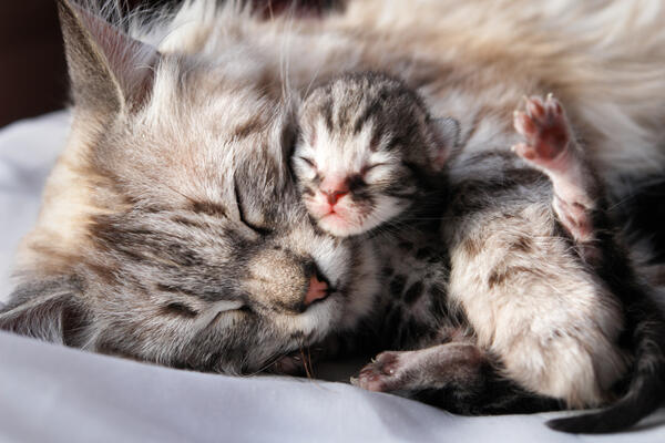 Penyebab Head Bunting pada Kucing, Bagaimana Tanda & Cara Menanganinya? 