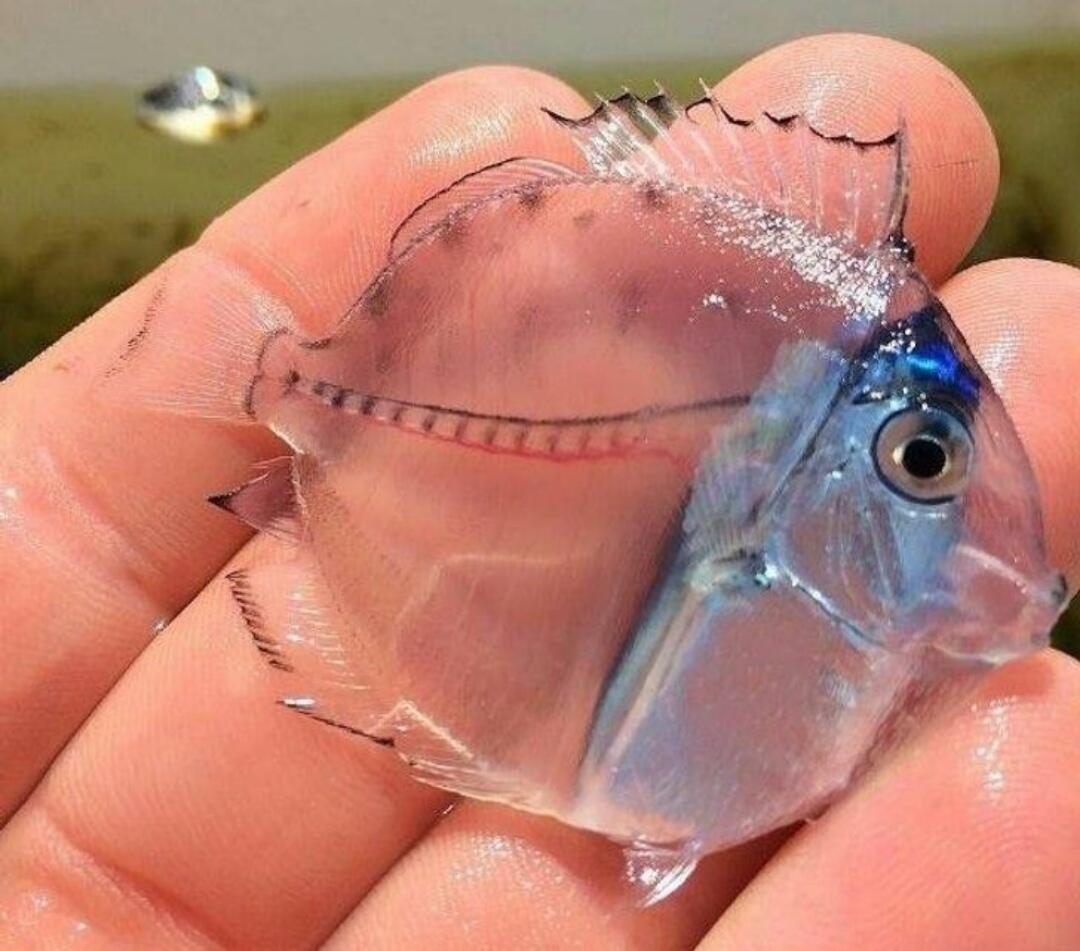 8 Ikan Transparan yg Begitu Indah & Membuatmu Takjub