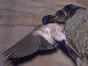 Burung Dan Pesan Kematian