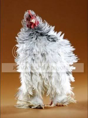BeautifulChickensInTheWorld15.jpg