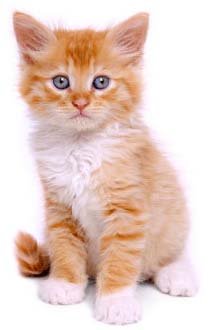anak+kucing1.jpg