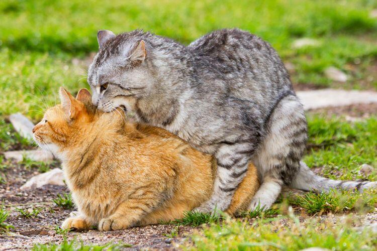 Seekor Kucing yg Memandang keluar Jendela