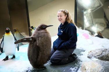 Pesto: Si Penguin Berbulu Tebal yg Menjadi Superstar