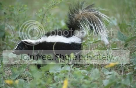skunk.jpg