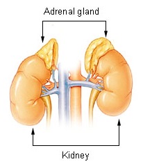 Illu_adrenal_gland.jpg