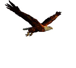 eagle2.gif