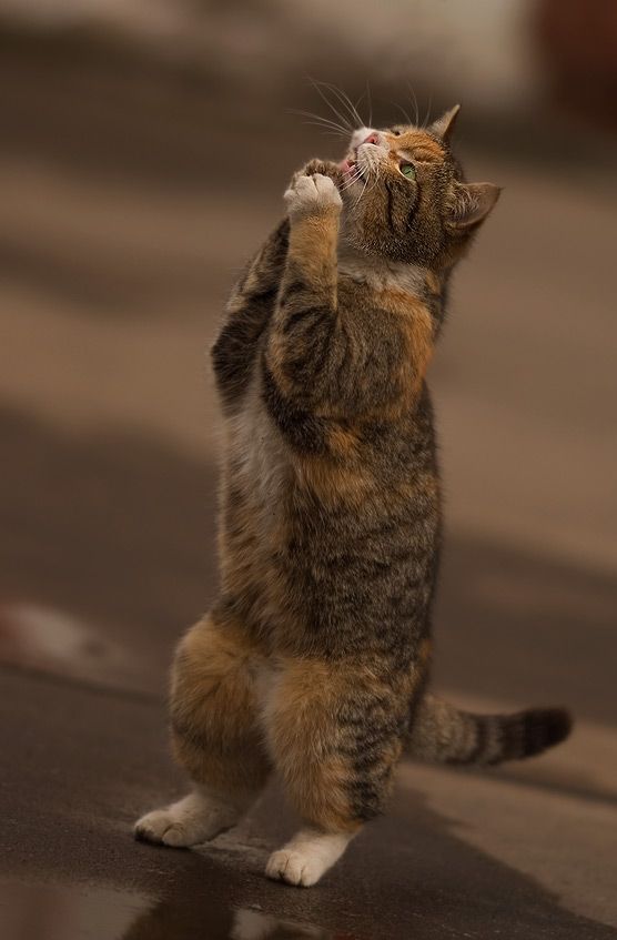 cats_05.jpg