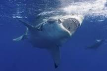Top 20 Abnormally Large Animal That Really Exist