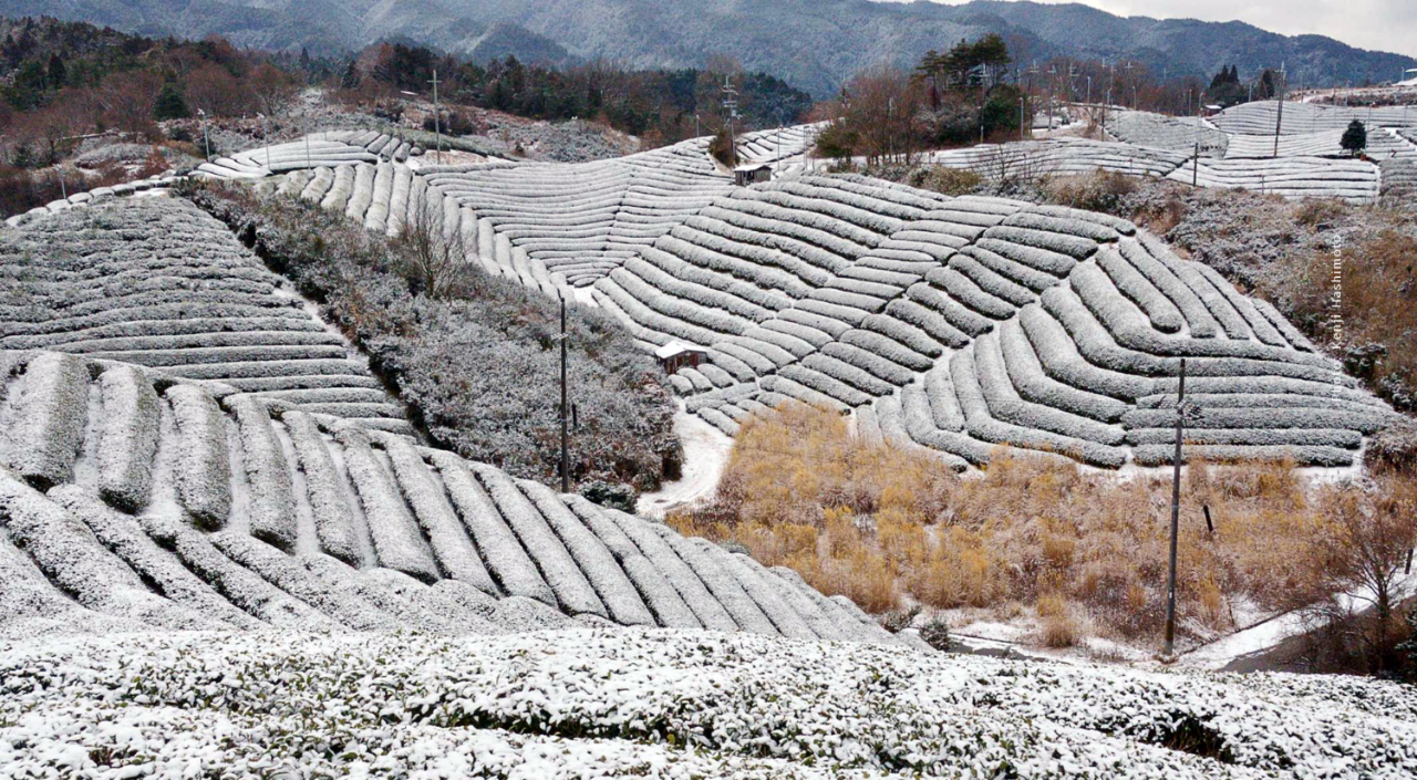 Daebak! Beginilah Meriahnya Musim Dharap di Korea Selatan
