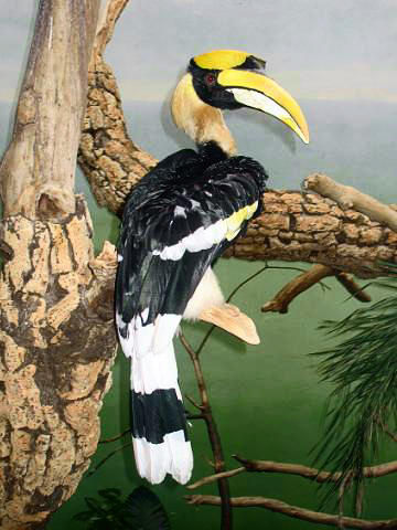 Stavenn_Buceros_bicornis_01.jpg