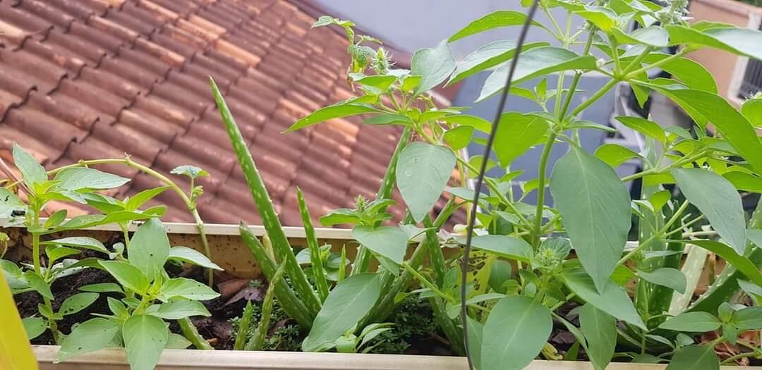 Tanaman Obat Keluarga Yang Mudah Ditanam Di Pot