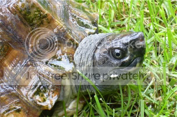 Notochelys_platynota-1.jpg