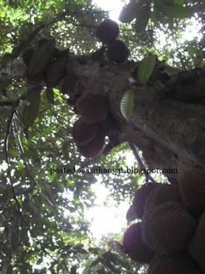 durian-pelik.jpg