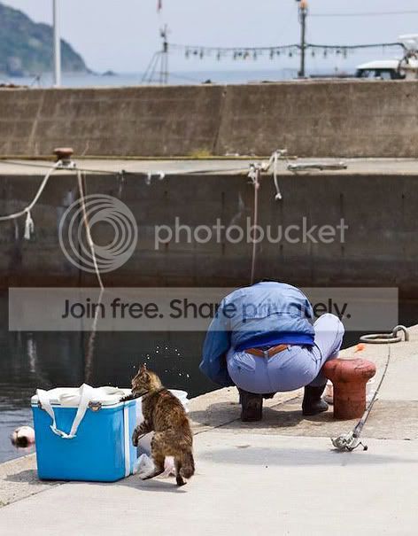cat_stealing_fish2.jpg