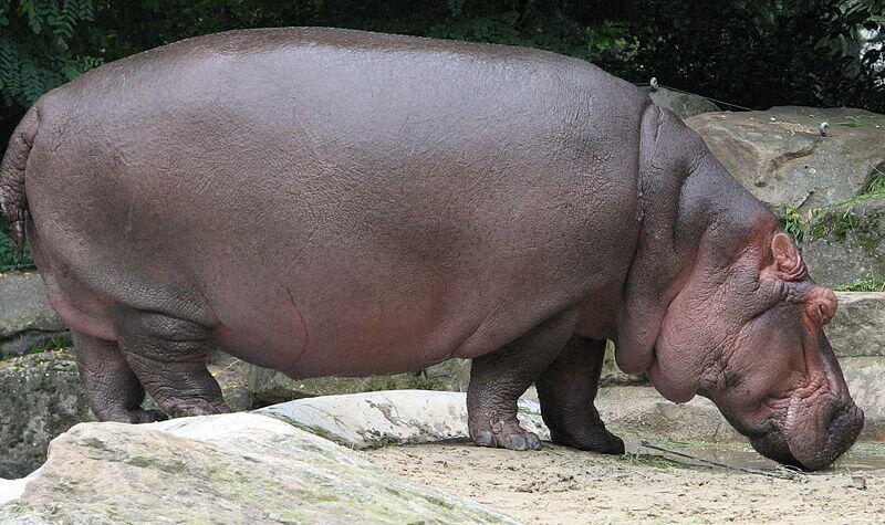 Top 20 Abnormally Large Animal That Really Exist