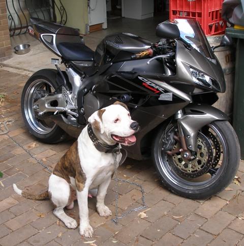14236-2005-Honda-CBR.jpg