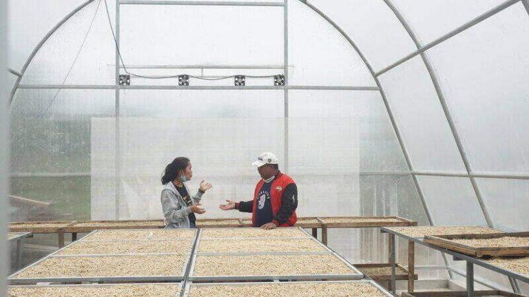 Cara Sampling Biji Kopi Mentah? Yuk Simak!