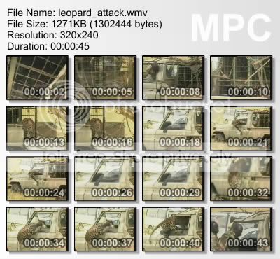 leopard_attack.jpg