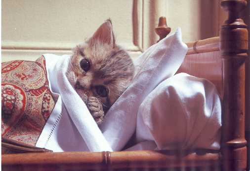 sick_cat_image1.jpg