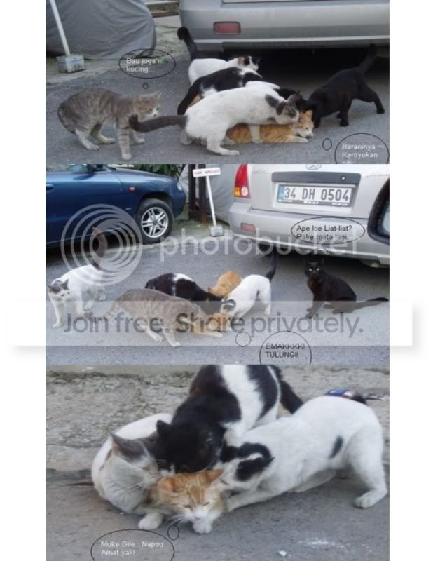 kucingku.jpg