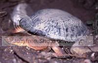 Chelodina_novaeguineae.jpg
