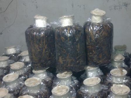 bibit-sambung-4.jpg