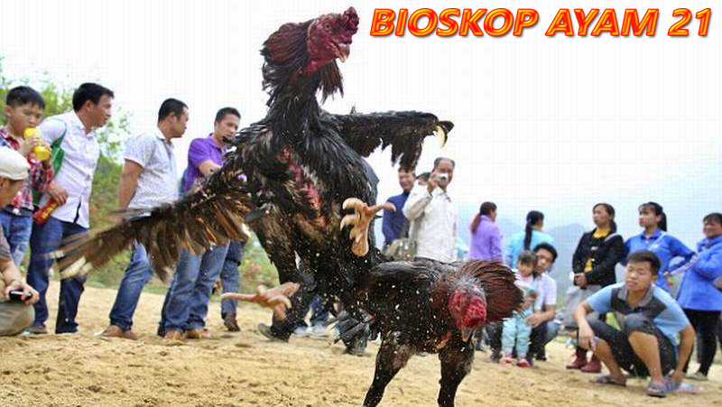 Game sabung ayam online