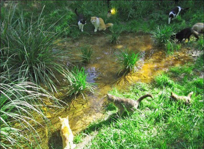 cat-city-22.jpg