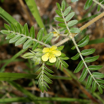 Tribulus_terre_400.jpg
