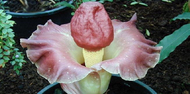 1843006-bunga-bangkai-penis-620X310.jpg