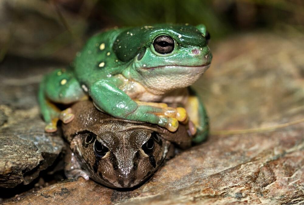 Katak & Kodok Nyatanya Dua Hewan yg Berbeda!