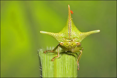 thornbug2.jpg